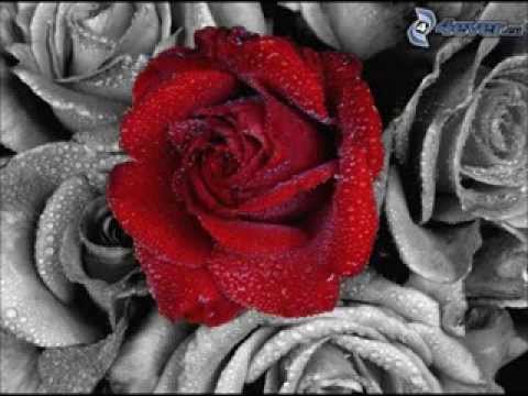 Rose e fiori alessandro errico youtube Rose e fiori