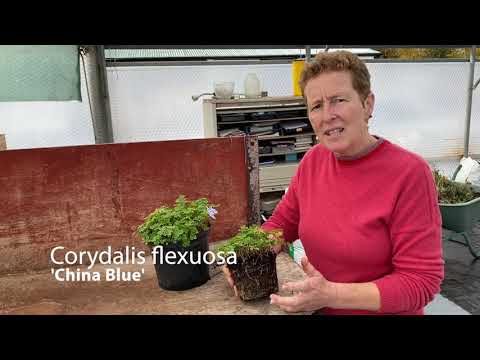 Video: Corydalis Care - Informații despre creșterea Corydalisului albastru sau galben