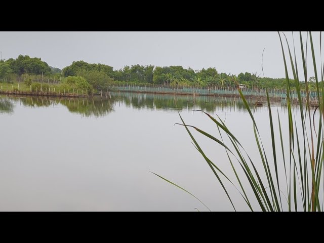 Kotomono angler sedang live mancing mujair dan nila