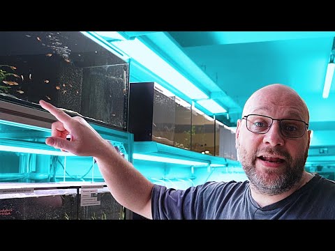 Video: Friedlicher Gemeinschaftsfisch für ein Süßwasseraquarium