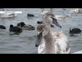 Лебедина історія. На переправі Одеса - Чорноморськ знову зимують птахи: як реагують місцеві мешканці