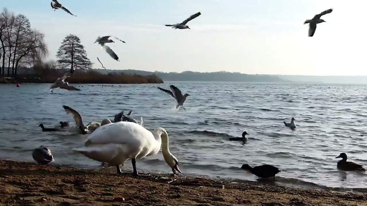 Meditative Vibes: Spiritual Music for Inner Awakening