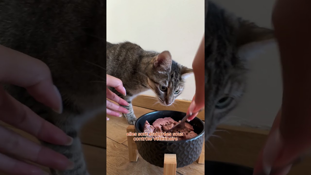 De quoi satisfaire votre animal 🧸