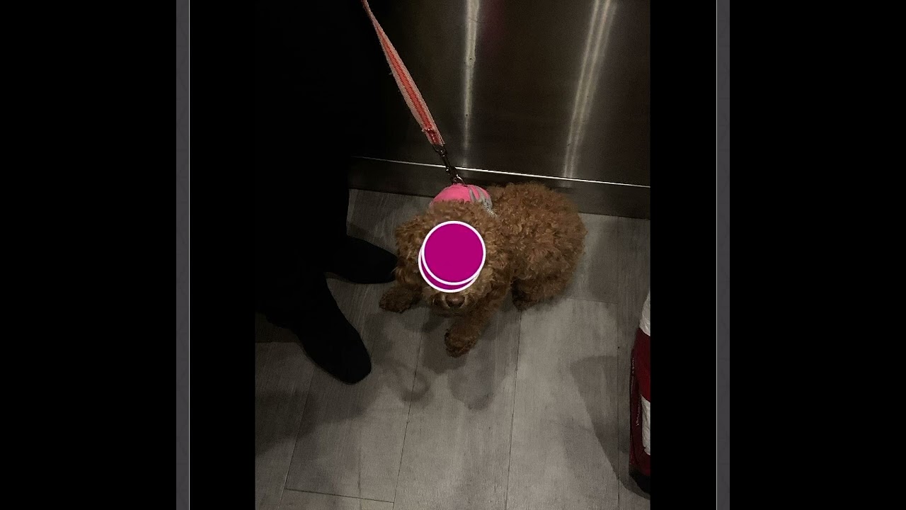 Jitterbug - Fog Lake(sped up)