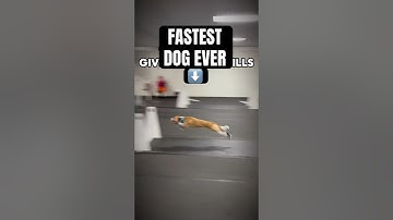 FASTEST DOG EVER #dogs #sports #flyball