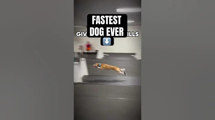 FASTEST DOG EVER #dogs #sports #flyball