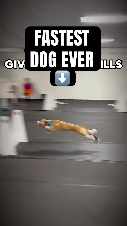 FASTEST DOG EVER #dogs #sports #flyball