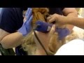 Puppy Mill dog gets first grooming.....EVER!