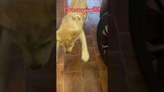 Mila salta come un canguro!? 🤣🦘 #labrador #cucciolo #funnydog #viraldog #pets