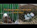 Разведение снегирей