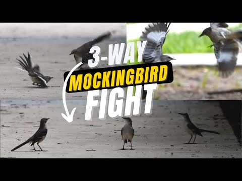 3-way Mockingbird fight! | Look how these Birds are fighting| Birds fighting