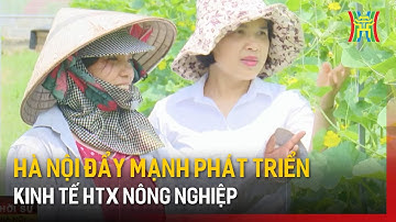 Hà Nội đẩy mạnh phát triển kinh tế HTX nông nghiệp | Tin tức