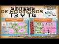 SÍNTESIS DE T3 Y T4 | GuiaMed