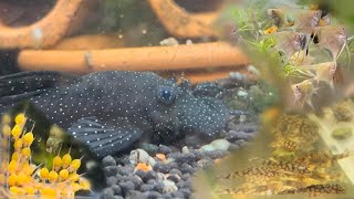 Breeding l181 Peppermint and l519 Plecos, Rare Rainbowfish, Angelfish |  Fish Room update #12