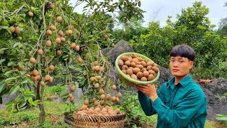 Harvest Sapodilla, Go to market to sell, My daily life, Forest life