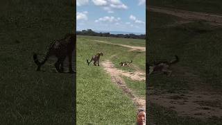 leonard vs fox😁 #pitbull #animals #wildlife #shorts #entertainment