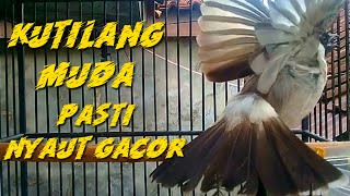 KUTILANG MUDA PASTI NYAUT DI MASTERI SUARA BURUNG KUTILANG GACOR INI