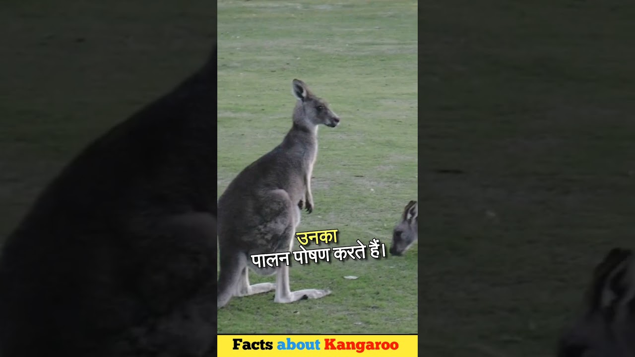 Facts about Kangaroo 🦘 