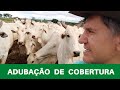APLICAÇÃO  DE ADUBO DE COBERTURA - PASTEJO ROTACIONADO