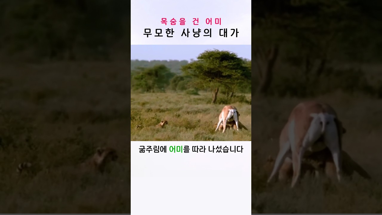 새끼들을 위해 목숨을 건 어미 치타의 최후