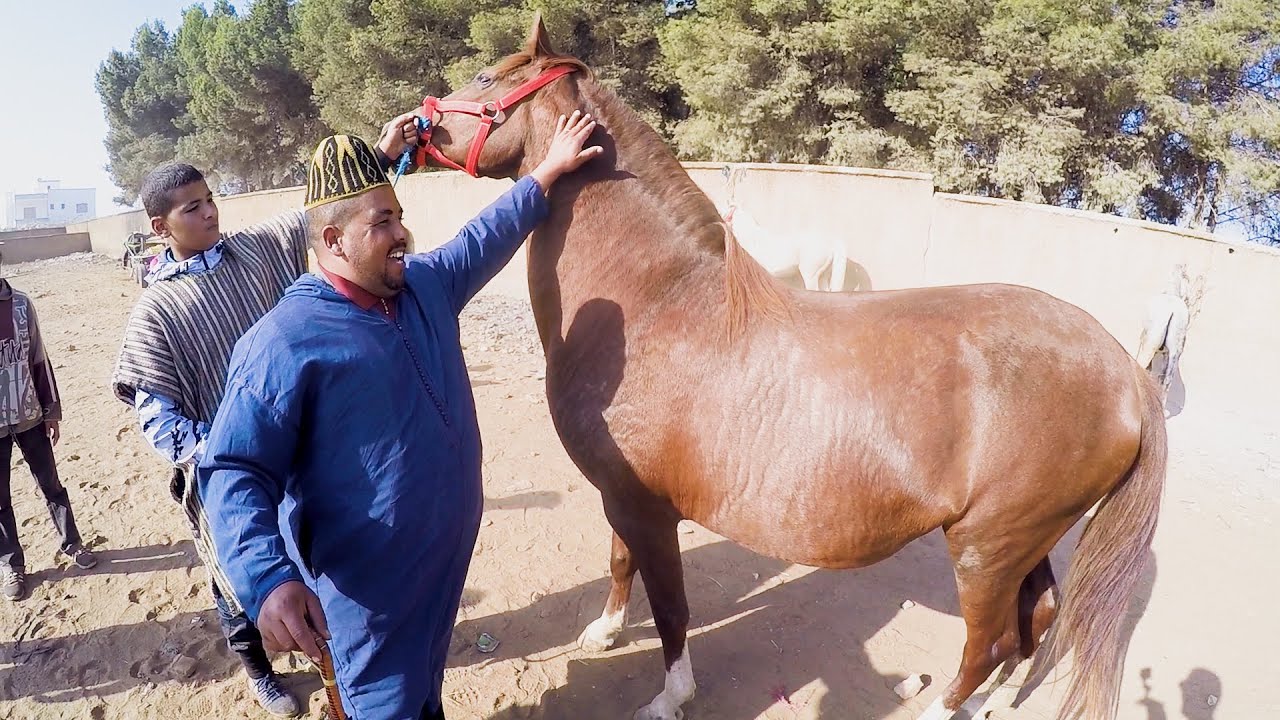 العربي طويبة للمرة ثانية كيشري عودة بركية سليمانية على ميلاد حاملة ب 8 اشهر طالب فيها 5 ملايين