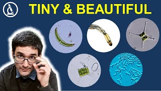 Exploring the microscopic world: A journey through the pond 🔬 255
