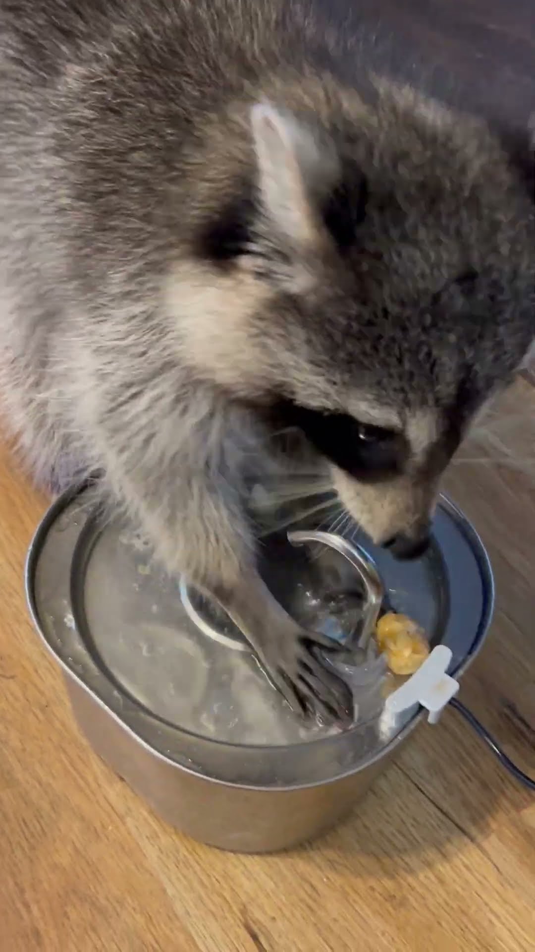 Raccoon Washes Tater Tot In Water Fountain || ViralHog