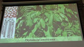 Зернов А. С. - Высшие растения - Механические и проводящие ткани