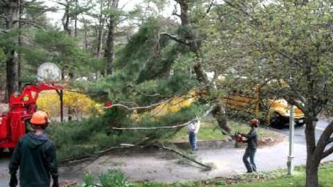 Residential Tree Crane Removal Part 3