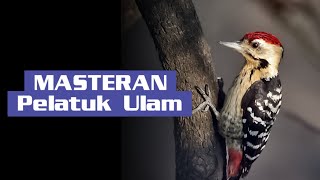 Masteran Pelatuk Ulam gacor #pelatukgacor