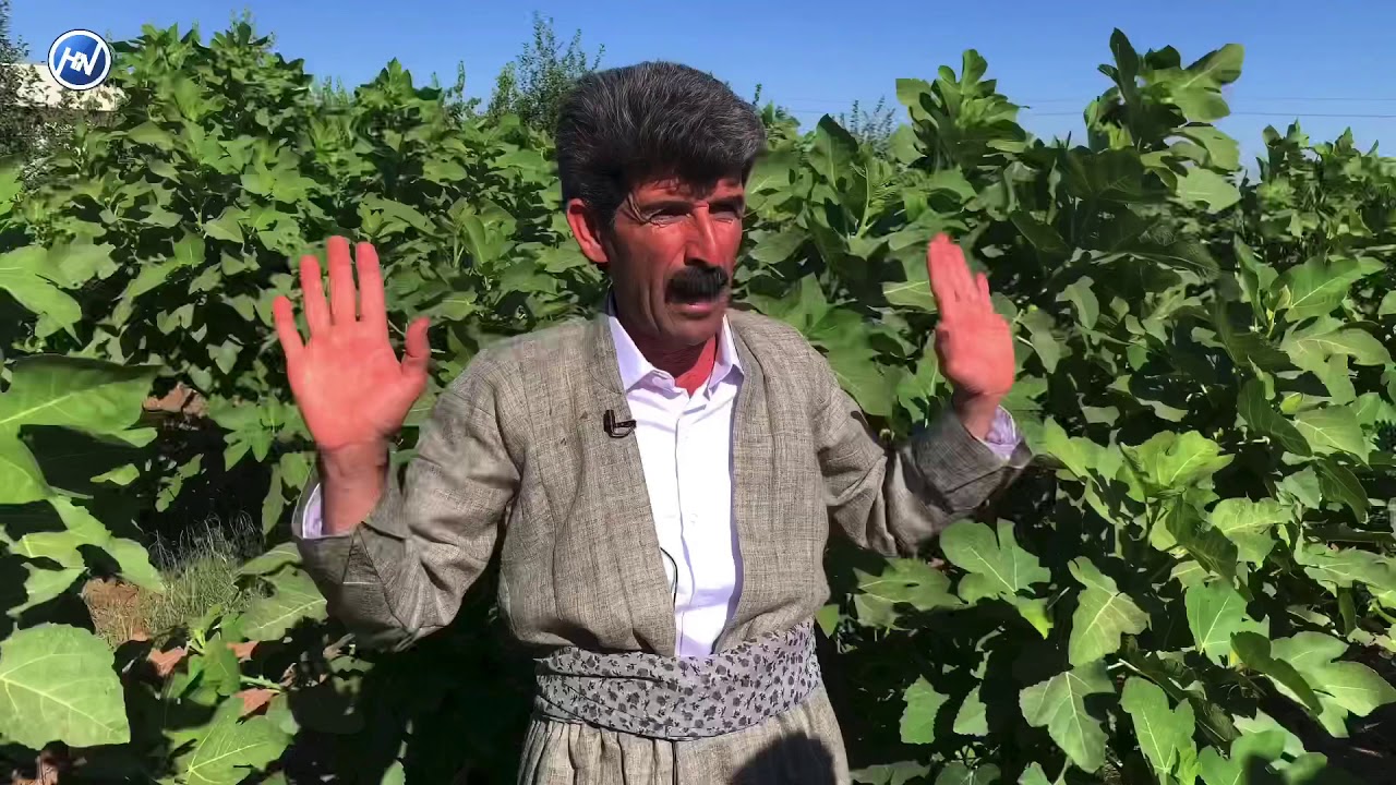 مام ئازاد باشترین جوتیاری کوردستان