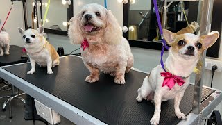 Doggies MASSAGE & SPA day OUT