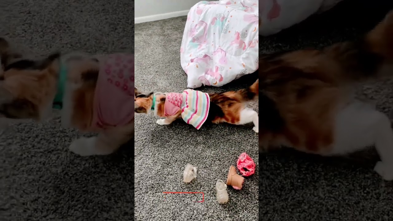 Happy Caturday from Sissy Cat; Teagan dress up