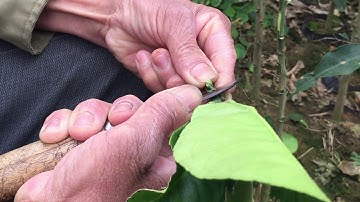 Hướng dẫn chi tiết ghép bưởi của nhà vườn hơn 20 năm kinh nghiệm