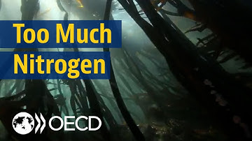 The impact of nitrogen pollution