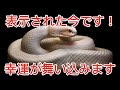 【白蛇様から呼ばれています】幸運が舞い込む前兆💫※再生できなかったらごめんなさい。