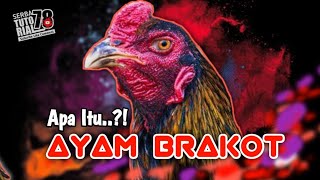 Beginners Must Know What is Modern Brakot Style Chicken!?