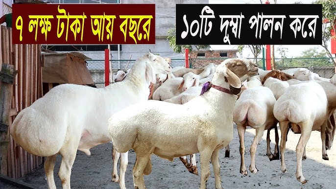 Arcee va Jek Transformator