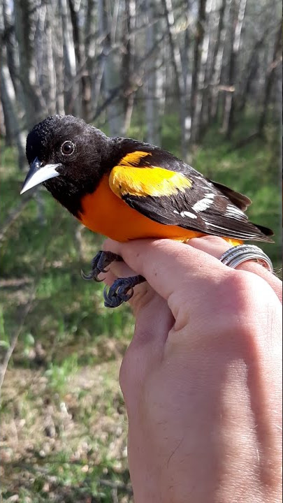 BirdBytes - Baltimore Orioles: the Gorgeous Golden Bird