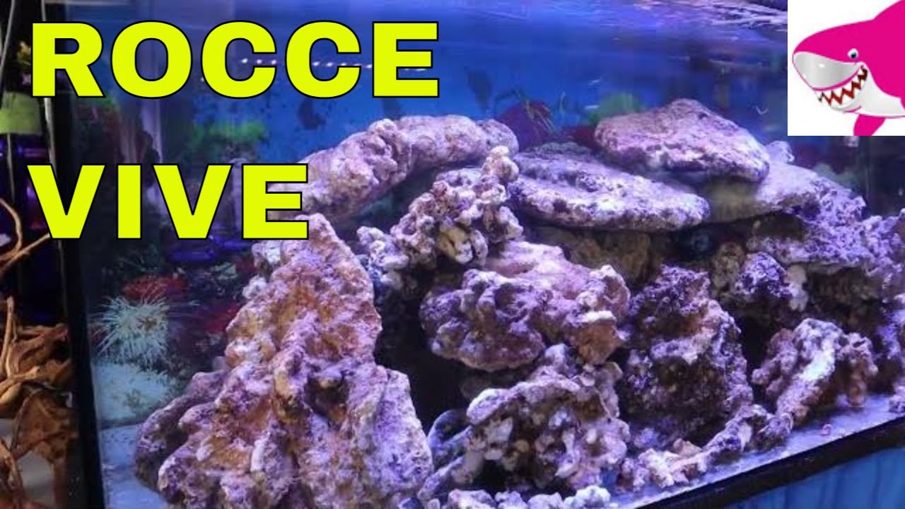 ROCCE VIVE Per acquario marino by Tropicalmania 😀 - YouTube