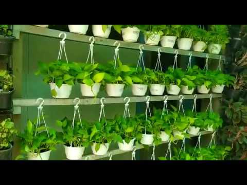 Sanjay Nursery Hanging Plants | Indoor Plants | Semi shade Plants