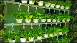 Sanjay Nursery Hanging Plants | Indoor Plants | Semi shade Plants