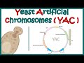 Yeast artificial chromosome (YAC) | What are the components of yeast artificial chromosome?