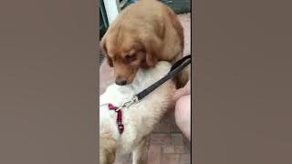 Red golden mating with white golden || mengawinkan anjing golden tipe amerika dengan english golden