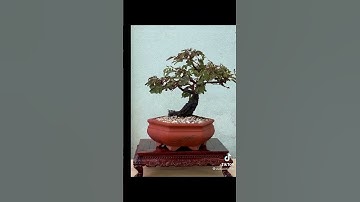 Bonsai Hoa Trinh Nữ | Đăng ký miễn phí xem video mới nhất!
