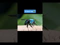 You Won’t Believe Bees Can be This Color | #shorts #sea #bee