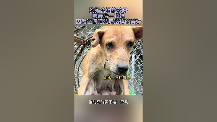 眼含热泪的狗妈给孩子喂最后一顿奶，没想到因为这滴泪迎来了美好的结局