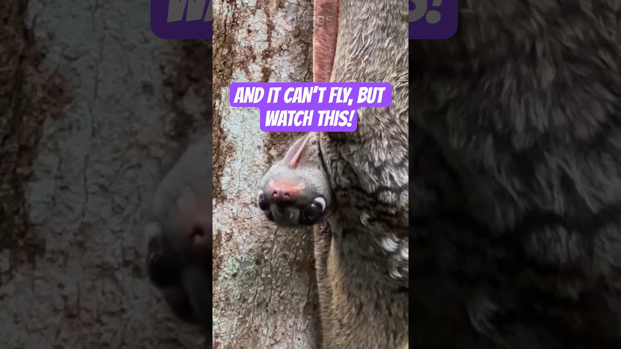 THIS IS NOT A LEMUR… AND IT CAN’T FLY, BUT WATCH THIS!