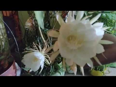 Video: What Is Epiphyllum - Lär dig om olika Epiphyllum Cactus-varianter