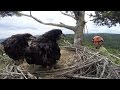 Humboldt Bay Eagles - banding day 2015